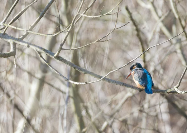 Alcedo atthis, ijsvogel, — Stockfoto