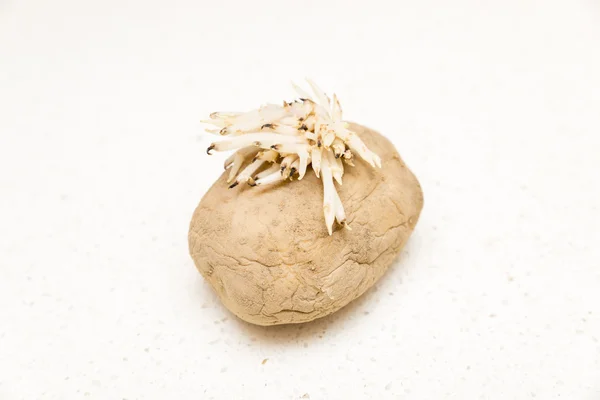 Цветочный картофель — стоковое фото