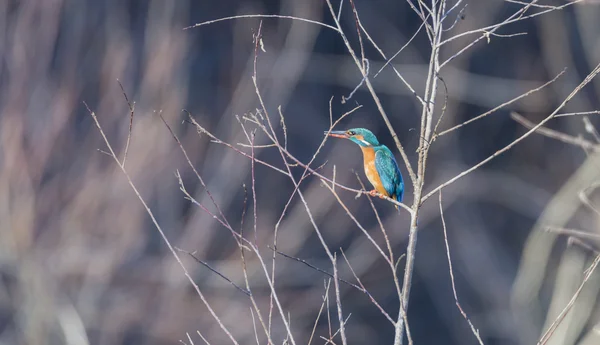 Alcedo atthis, kungsfiskare, — Stockfoto