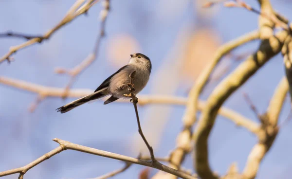 Aegithalos caudatus, длиннохвостая синица — стоковое фото