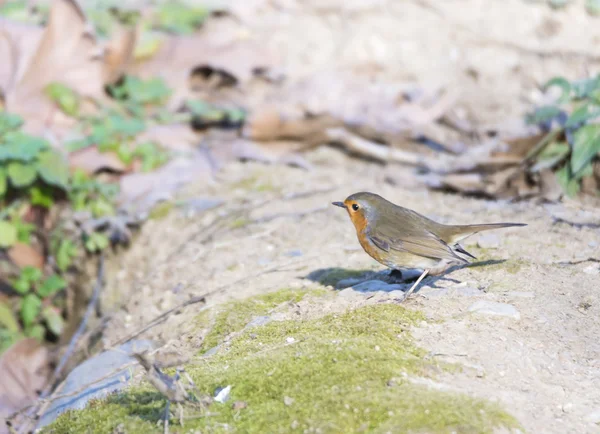 Erithacus rubecula, robin — Stockfoto