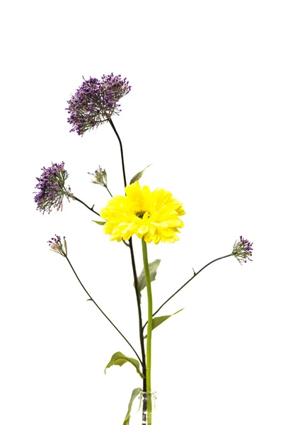 Lila und gelbe Blume — Stockfoto