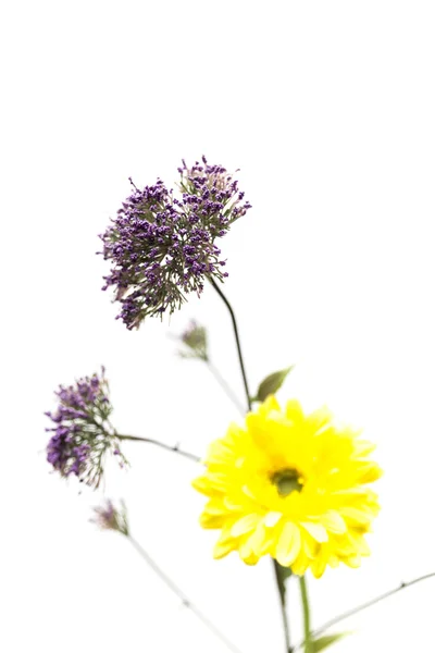 Fioletowy i żółty kwiat — Zdjęcie stockowe