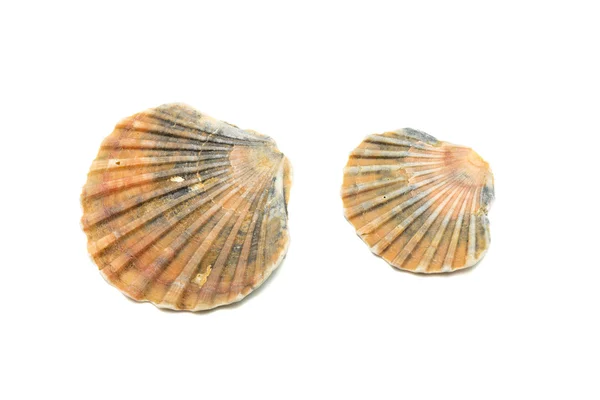 Conchas de ostras — Foto de Stock