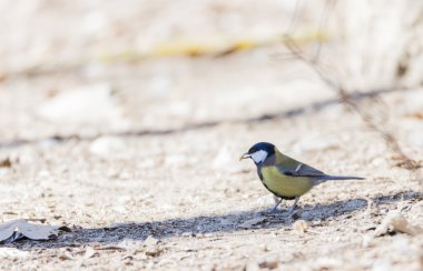Parus major, saithe ortak 