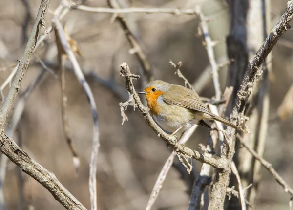 Erithacus rubecula, robin — Stock Photo, Image