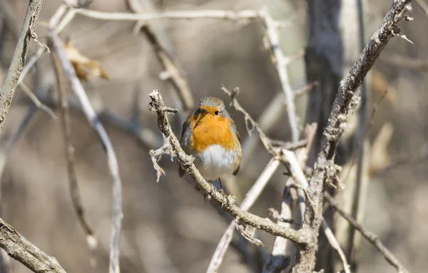 Erithacus rubecula, robin — Stockfoto