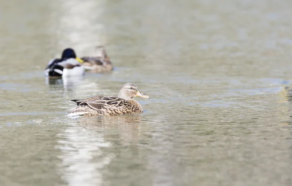 Anas-Platyrhynchos — Stockfoto