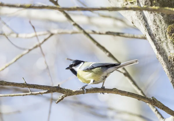 Parus major, saithe common — Stock Photo, Image