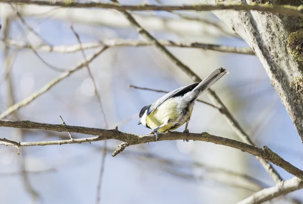 Parus major, treska tmavá společné — Stock fotografie