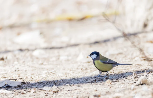 Parus major, saithe common — Stock Photo, Image