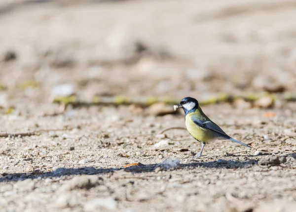 Parus major, saithe common — Stock Photo, Image