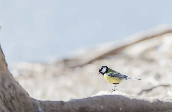 Parus major, Seelachs gemein — Stockfoto