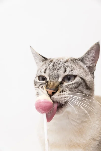 Gato branco — Fotografia de Stock