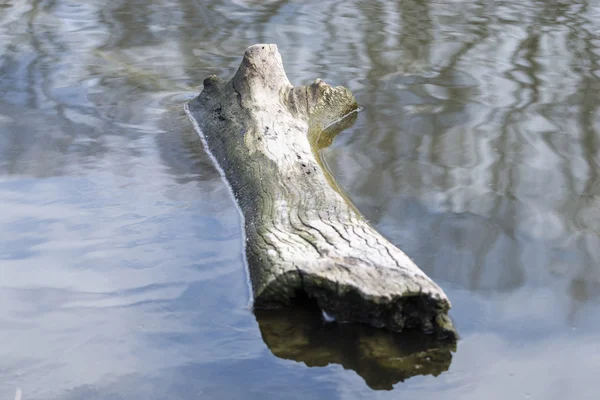 Holzscheit — Stockfoto