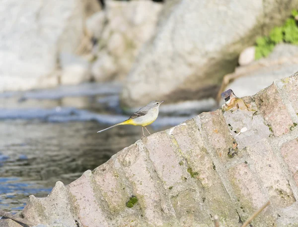 Motacilla cinerea, Wagtail gris — Foto de Stock