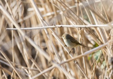 çıvgın, Phylloscopus collybita, 