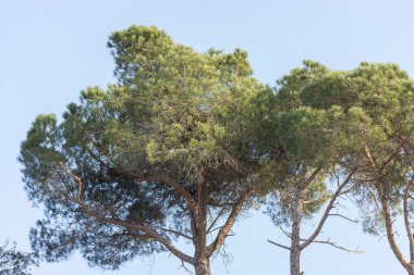 yeşil ağaçlar
