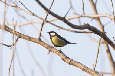 Parus major, saithe ortak 