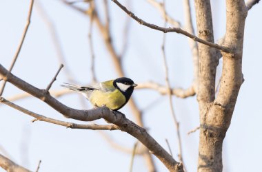 Parus major, saithe ortak 