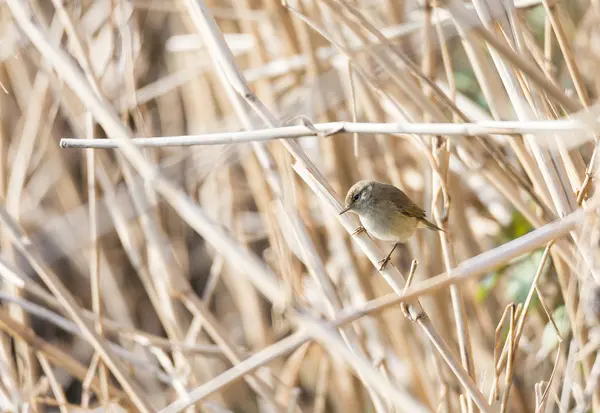 Phylloscopus collybita, chiffchaff , — стокове фото