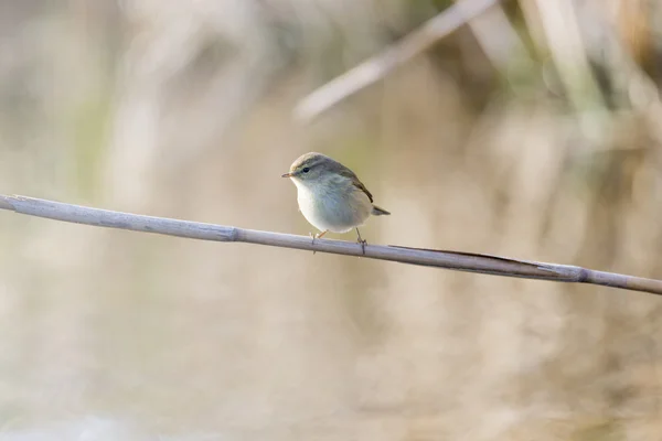 Phylopus collybita, chiffchaff , — стоковое фото