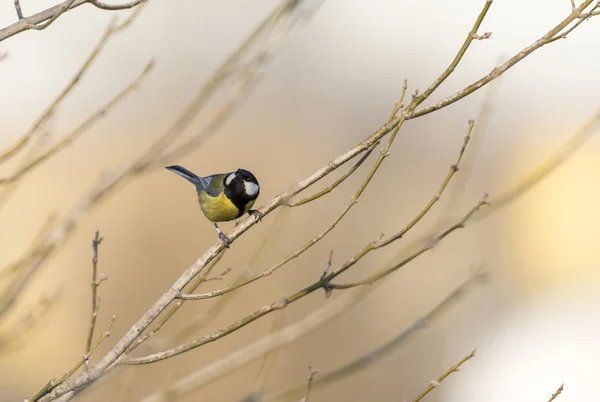 Parus major, saithe commune — Photo