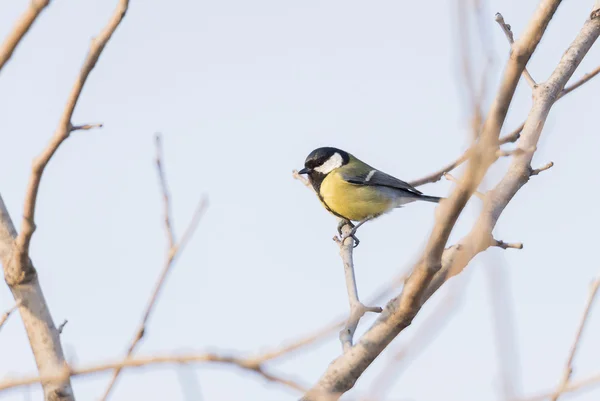 Parus major, Seelachs gemein — Stockfoto