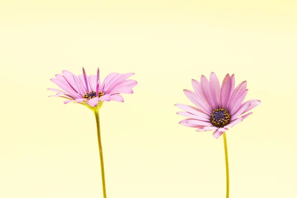 Violette Blüte — Stockfoto