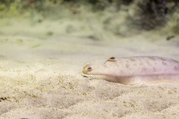 Underwater life — Stock Photo, Image