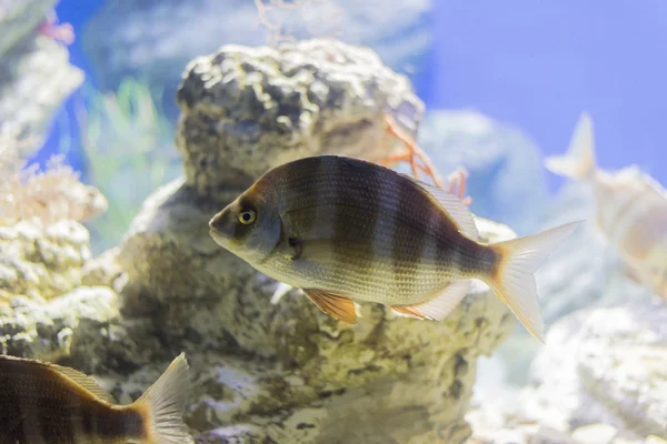 Underwater life — Stock Photo, Image