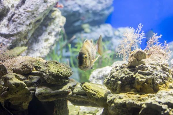 Underwater life — Stock Photo, Image