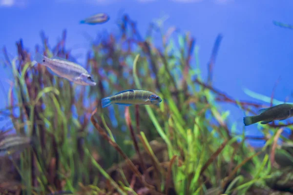 Underwater life — Stock Photo, Image