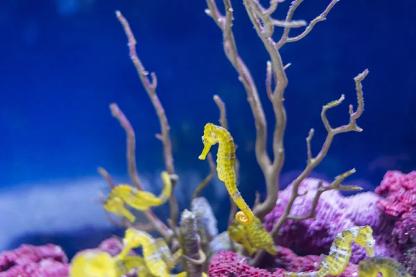 Underwater life — Stock Photo, Image