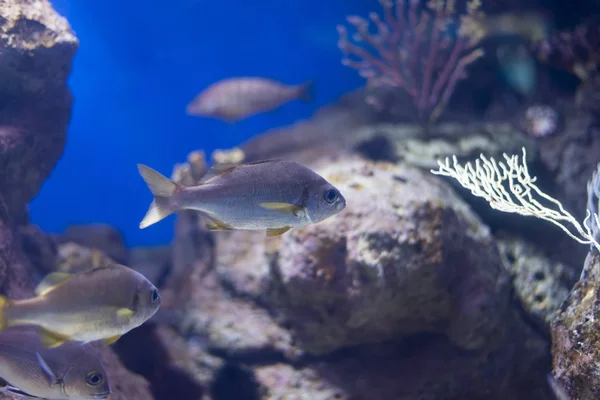 Underwater life — Stock Photo, Image