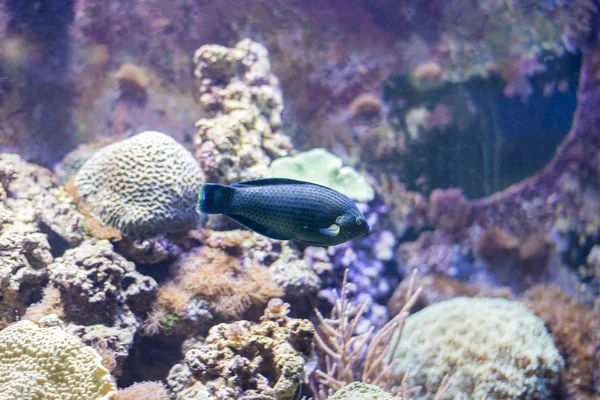 Underwater life — Stock Photo, Image