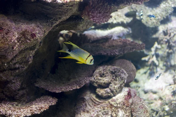 Underwater life — Stock Photo, Image