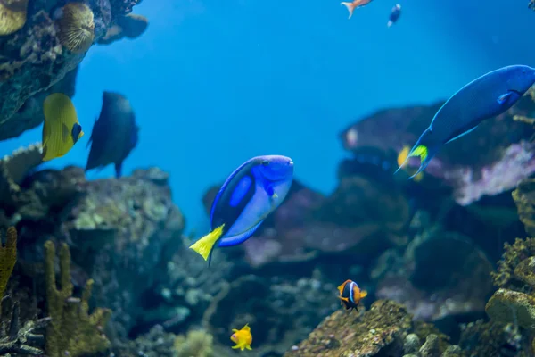 Underwater life — Stock Photo, Image