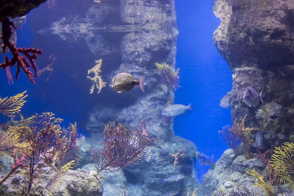 Underwater life — Stock Photo, Image