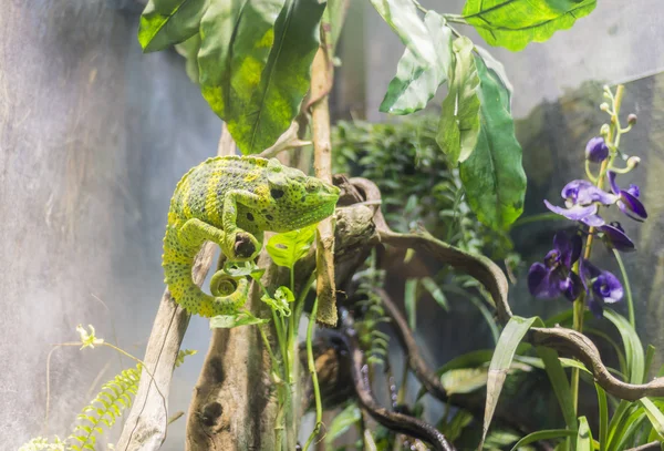 Zelený chameleon — Stock fotografie