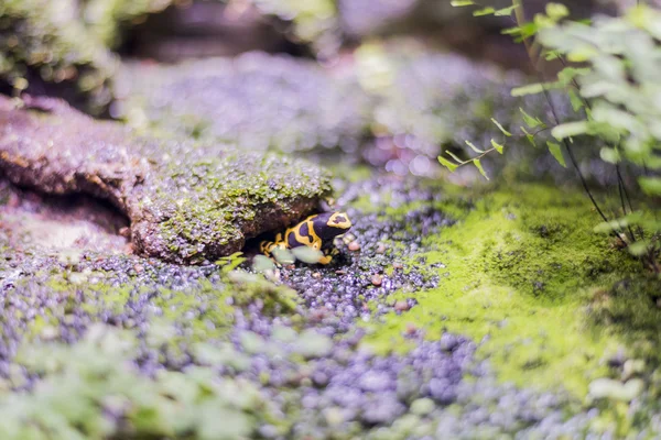 Zehirli kurbağa — Stok fotoğraf