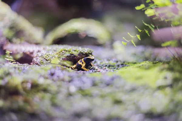 Poison  frog — Stock Photo, Image