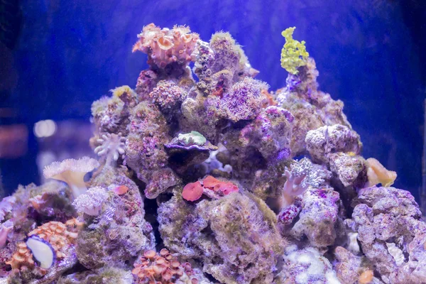 Korall färger — Stockfoto