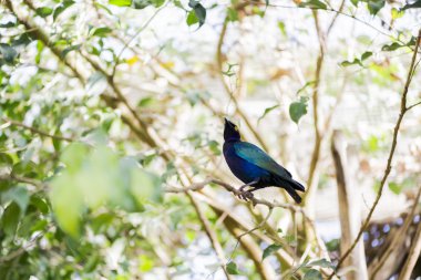 Lamprotornis purpureus,