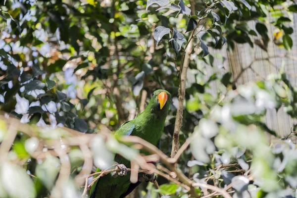 Lorius chlorocerus — стоковое фото