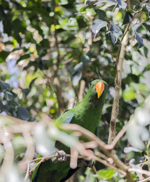 Lorius chlorocercus — Foto Stock