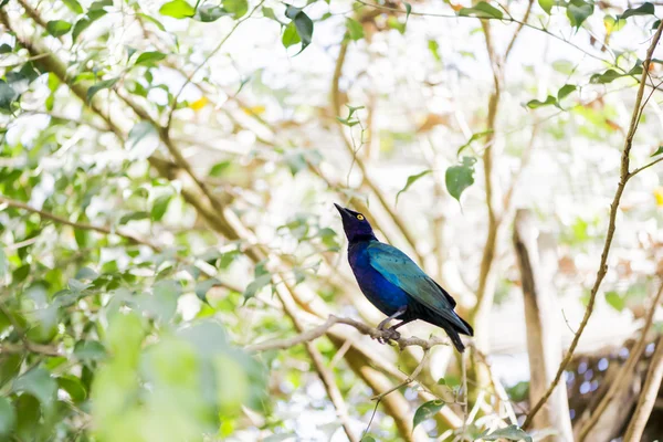 Lamprotornis purpureus, — Fotografia de Stock