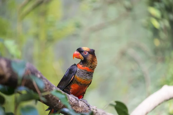 Cacatua fuscata — Stockfoto