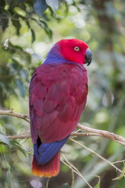 eklektik papağan, eclectus roratus