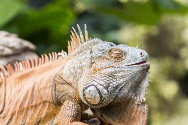 büyük iguana 